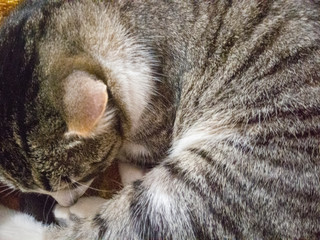 Naklejka na ściany i meble gato cafe con gris y blanco dormido con acercamiento.