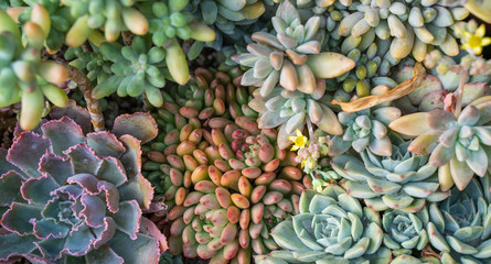 Miniature succulent plants in a planter