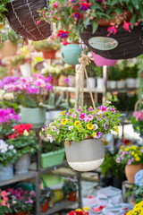 colourful petunia flowers hanging in garden
