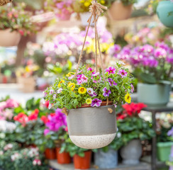 colourful petunia flowers hanging in garden