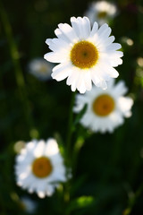 Three flowers of a wild camomile in the solar morning on a dark green background.