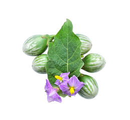Thai Eggplant on white background