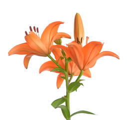  lily flower