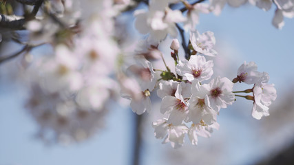 桜　ソメイヨシノ
