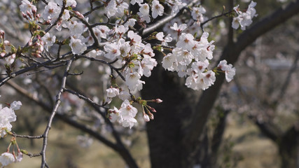 桜　ソメイヨシノ