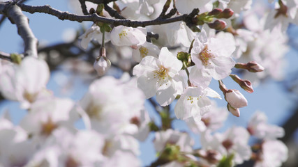 桜　ソメイヨシノ