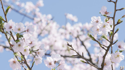 桜　ソメイヨシノ