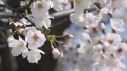 桜　ソメイヨシノ