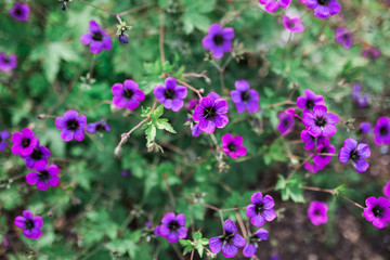 Purple Flowers in a Bush of Greenery. 