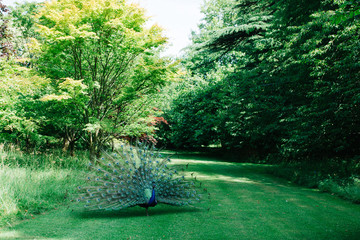 A beautiful peacock with its wings spread out in a field of green grass.