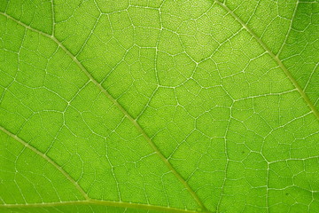 macro image of a bright green leaf through sunlight