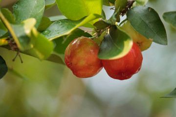 Fresh organic Acerola cherry on the tree, High vitamin C and antioxidant fruits.