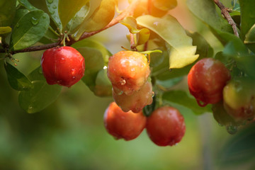 Fresh organic Acerola cherry on the tree, High vitamin C and antioxidant fruits.