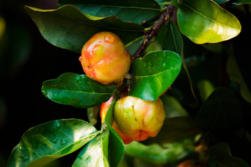 Fresh organic Acerola cherry on the tree, High vitamin C and antioxidant fruits.
