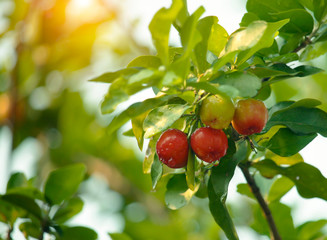 Fresh organic Acerola cherry on the tree, High vitamin C and antioxidant fruits.