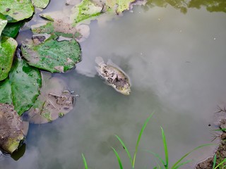 Dead fish in the fish pond