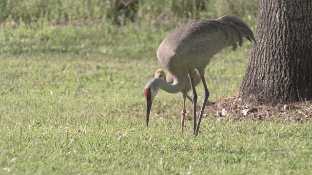 Sandhill crane bird digs in dirt to feed chicks in park in Orlando Florida