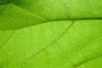 Fototapeta na wymiar macro image of a bright green leaf through sunlight