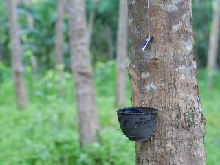 Rubber tree garden and latex in the pot