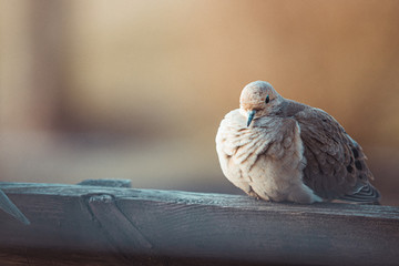 close up of a dove