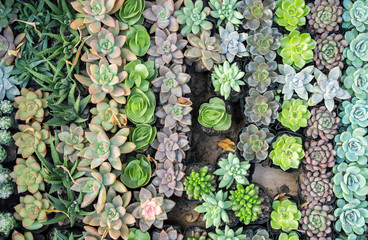 Miniature succulent plants in a planter