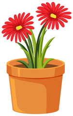 Pot of red flowers on white background