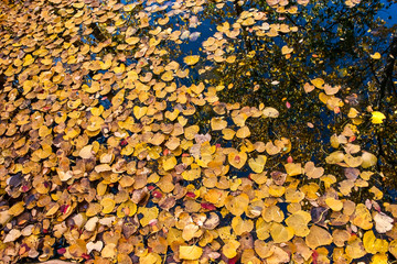 Golden Leaves Floating in Pond With Reflection of Fall Color, Fort Worth Zoo, Fort Worth, Texas, USA