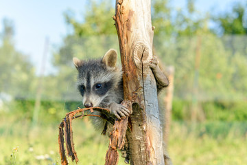 Gros plan d'un Jeune et beau raton laveur jouant sur une branche