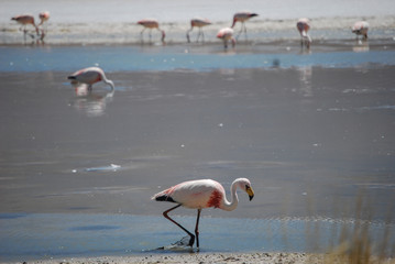 Fototapeta premium Flamingos na Laguna Hedionda - Bolívia