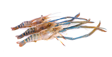 Closeup shirmp an isolated on white background