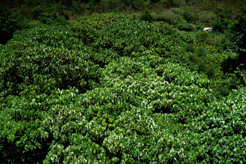 Fototapeta na wymiar green moss in the garden