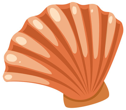 Brown seashell on white background