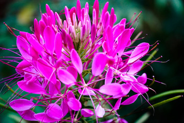 Cleome spinosa or Spider flower in the garden close up.