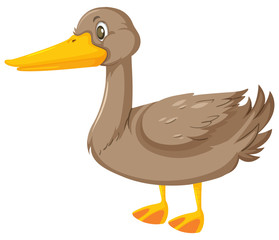 Gray duck on white background
