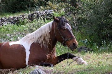 horse in the meadow