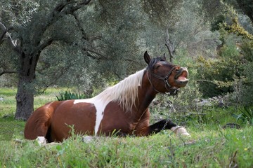 horse in the meadow