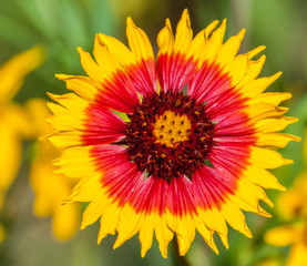 Closeup of Firewheel, Indian Blanket aka Sundance (Gaillardia pulchella ) Wildflower on The Bank of The Blanco River, Blanco, State Park, Blanco, Texas, USA
