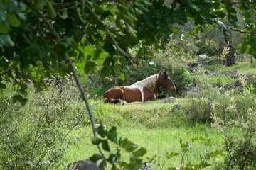 Horse in the meadow