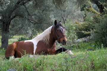 horse in the meadow