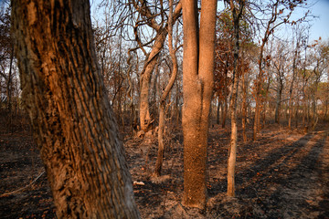 Burnt forest in the countryside from Thailnad