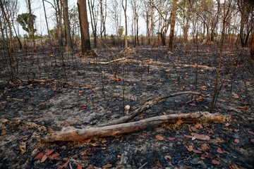 Burnt forest in the countryside from Thailnad