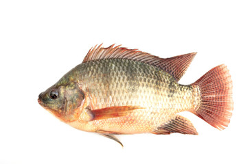 Nilapia fish isolated on white background
