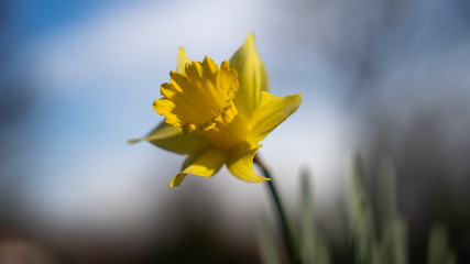 Obraz premium yellow daffodil in the wind