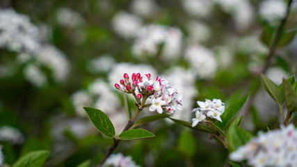Purple and White Flower Bloom