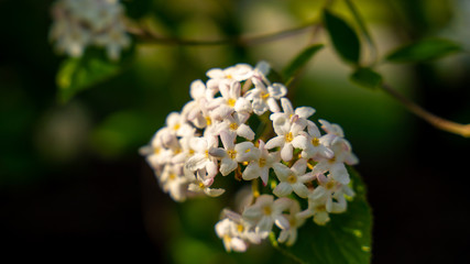 Spring Time, New Life Blooms