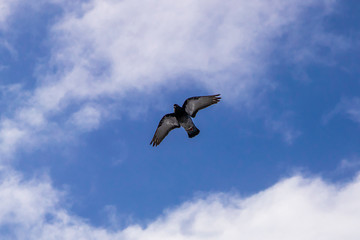 A dove in flight, with spread wings, a blue sky with clouds.