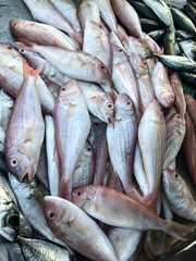 Photo of fresh fish on the counter supermarket