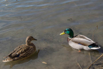 Ducks mallards female with brown plumage on left and male drake with green and gray plumage on right swim from lake shore on calm blue transparent surface of water in shallow water on sunny spring day