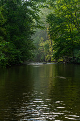 Fototapeta na wymiar Water gently flowing down Abrams Creek. Smoky Mountains National Park, Tennessee, USA