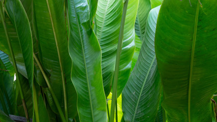 Close up tropical leaves, abstract green leaves texture, nature background